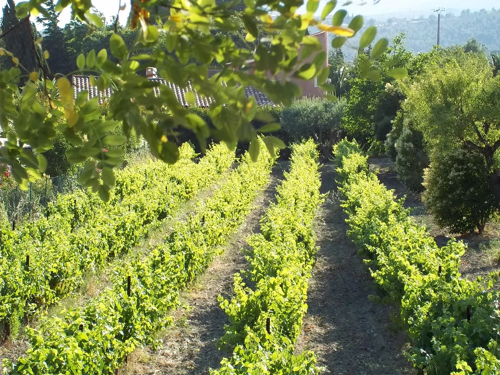 Vineyard in Cassis