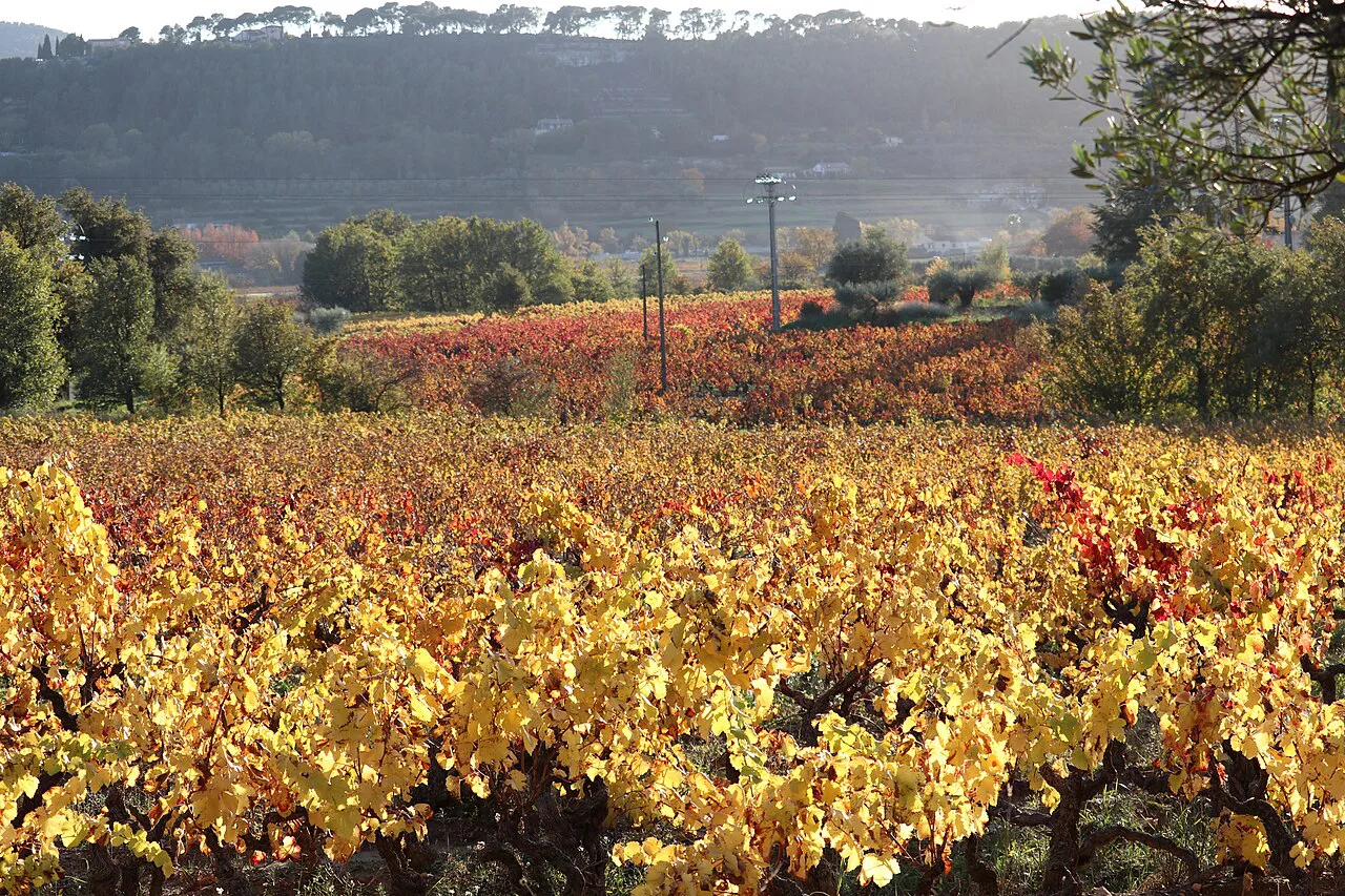 Autumn vineyards around Le Castellet, Bandol