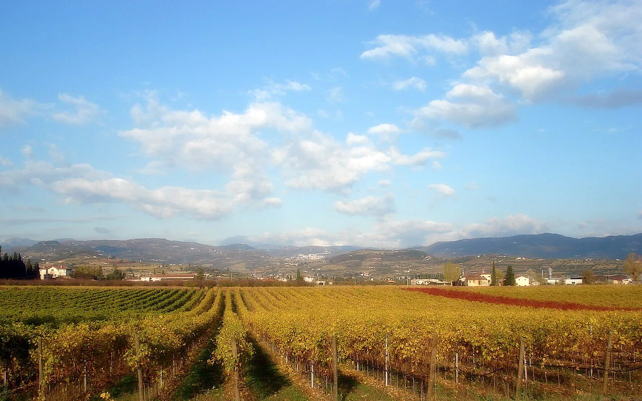 Valpolicella vineyards