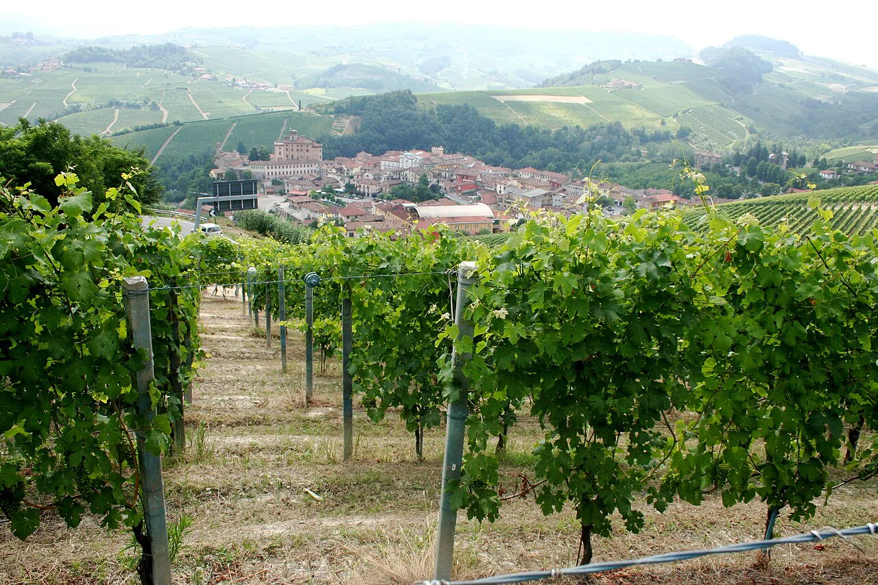 Nebbiolo vines above the village of Barolo
