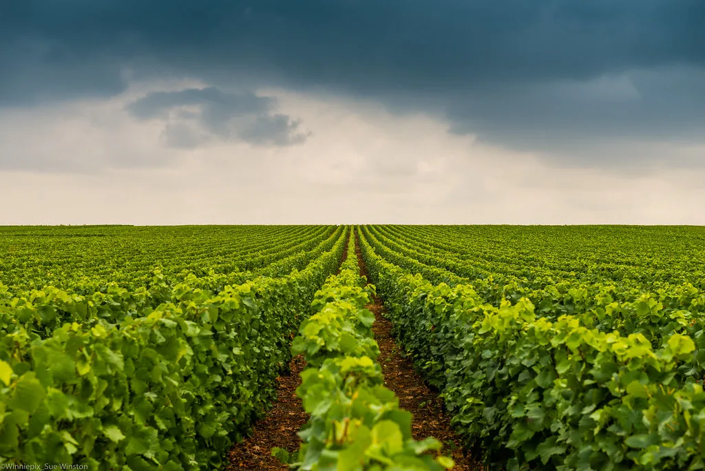 Lines of vines as far as the eye can see, Champagne