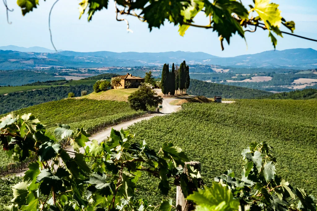Vineyards and cypresses at Castiglion del Bosco, an estate in the Montalcino hills