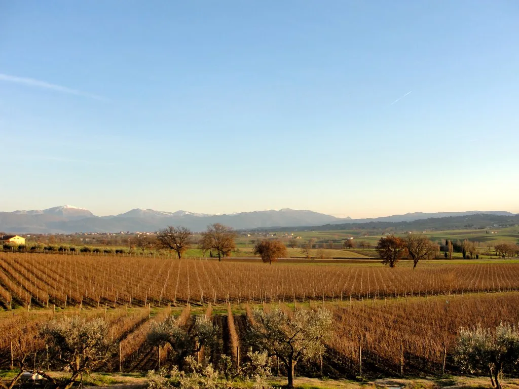 Sagrantino vineyards and panorama, Montefalco