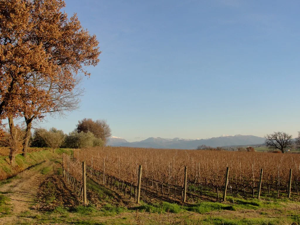 Sagrantino vines near Montefalco in late autumn