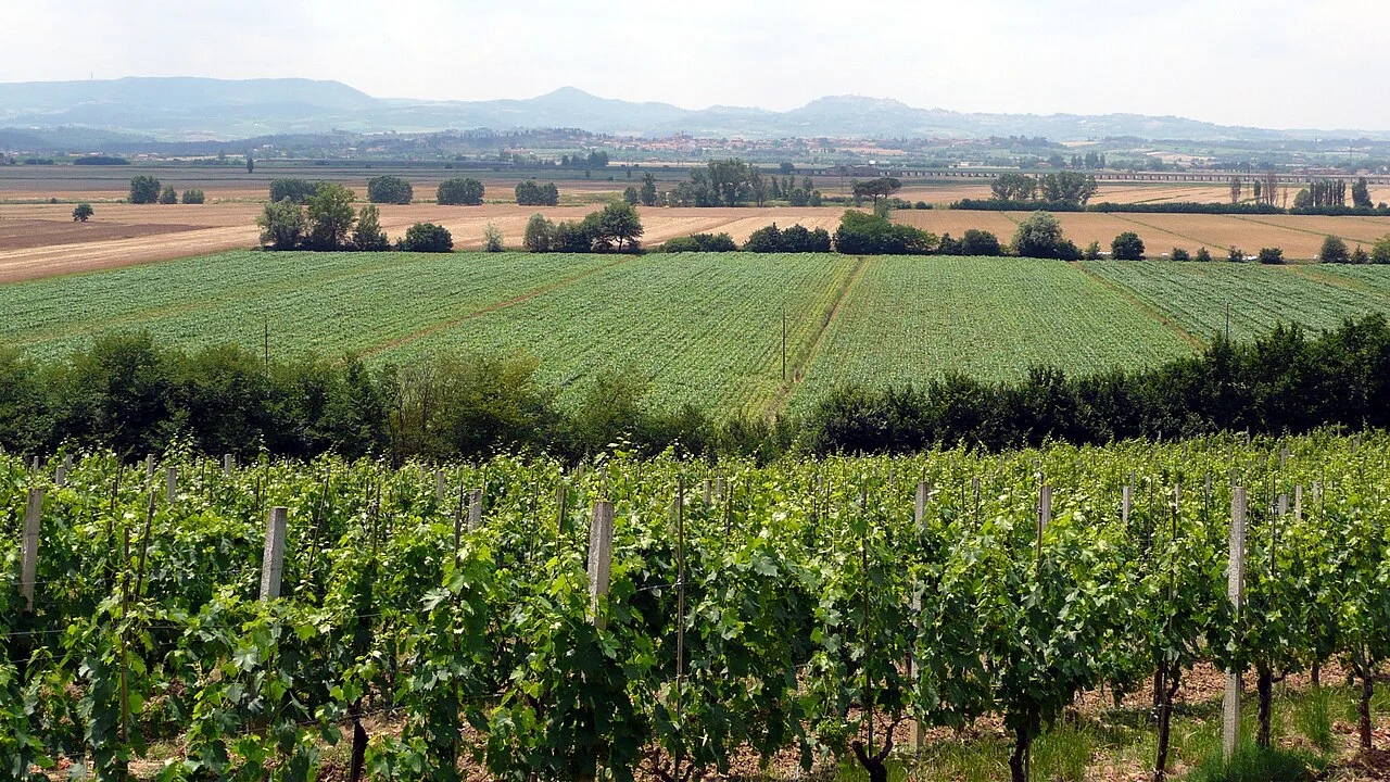 Vineyards at Valiano, Montepulciano