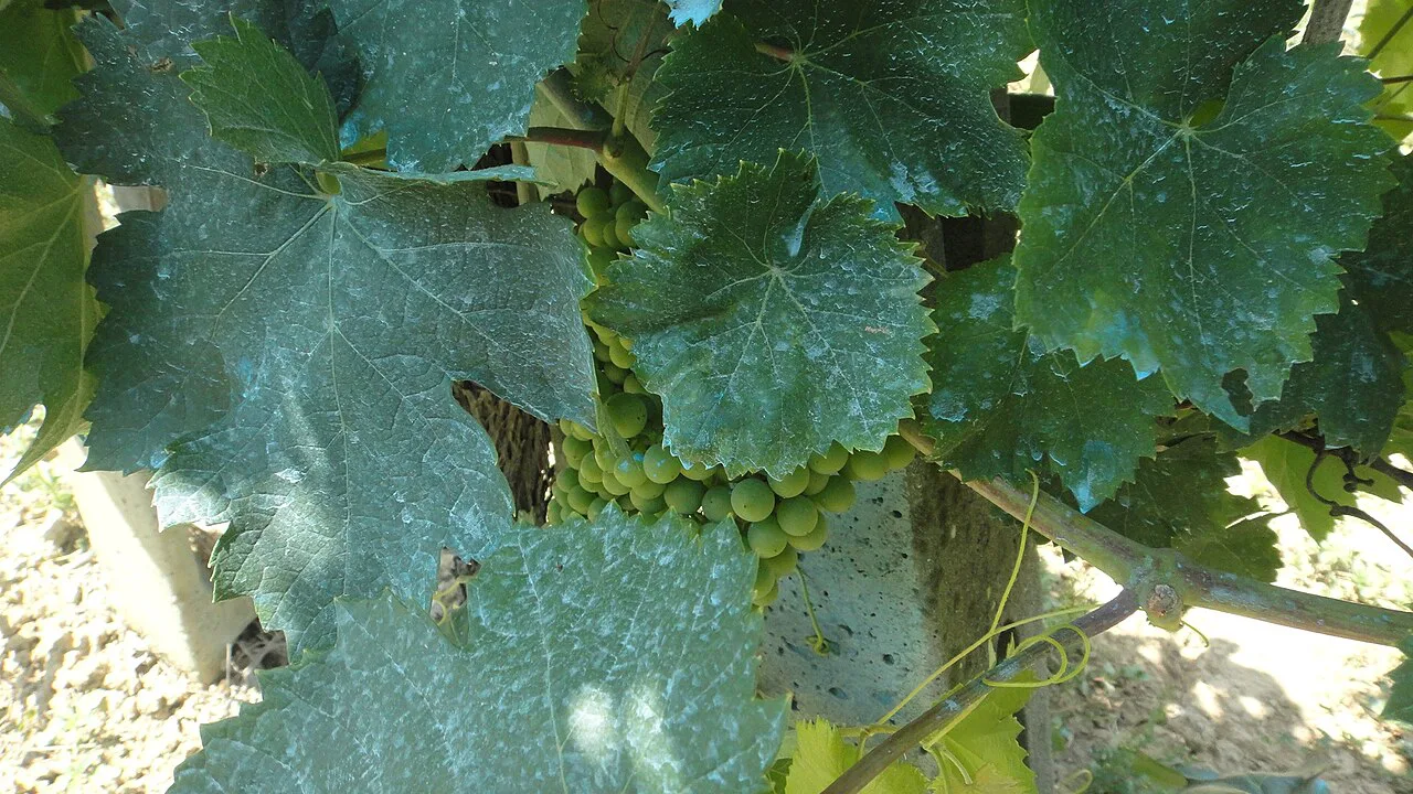 Vine leaves treated with Bordeaux mixture, Orvieto