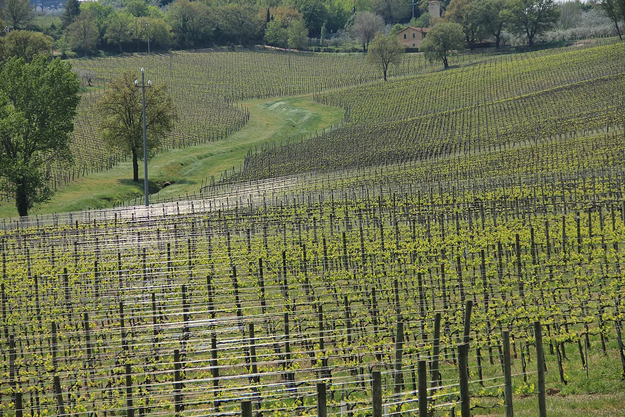 Vineyards in Umbria