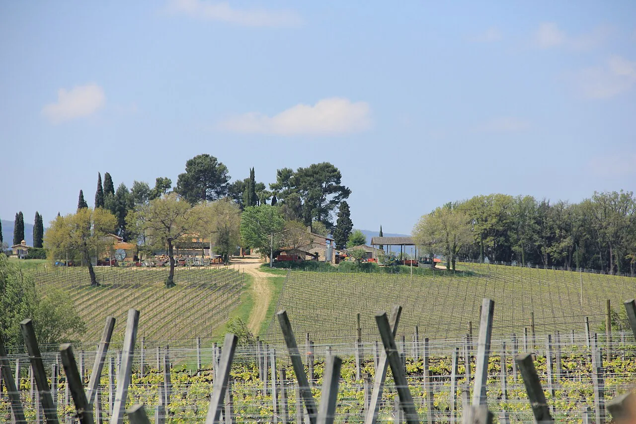 Vineyards in Umbria