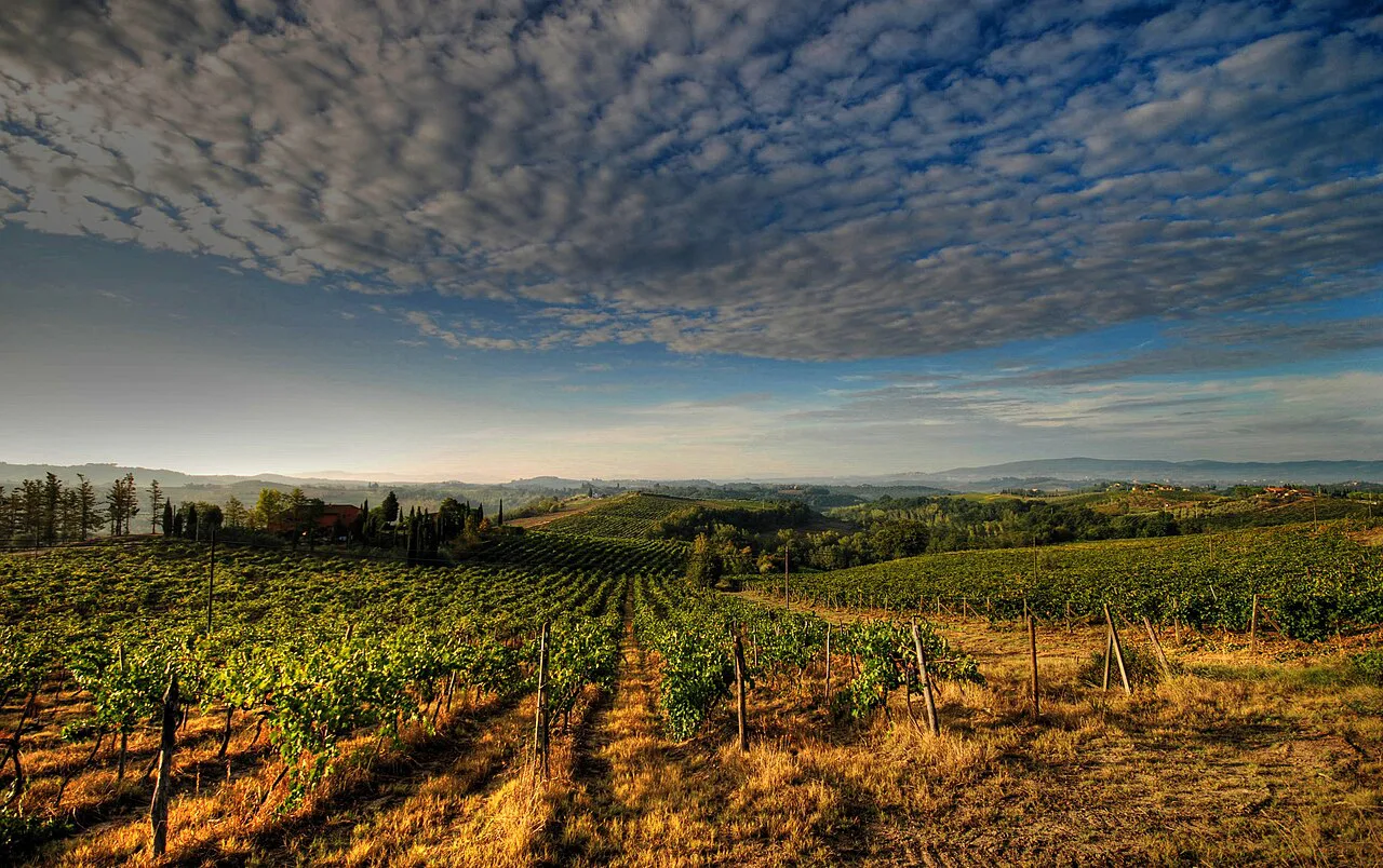 Vineyards near Certaldo, north of San Gimignano