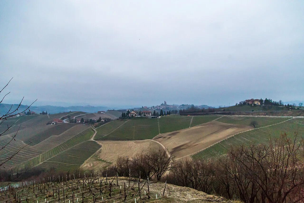 Vineyards around Castiglione Falletto in the Langhe