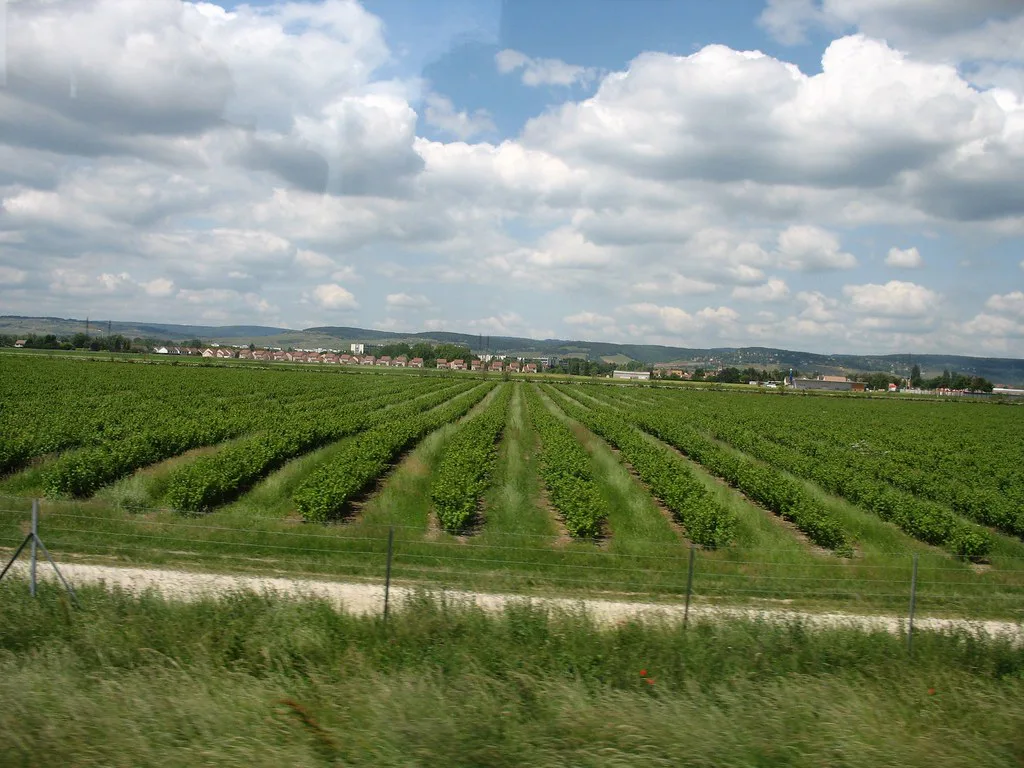 Burgundy Vineyards, Côte de Beaune, Beaune, France