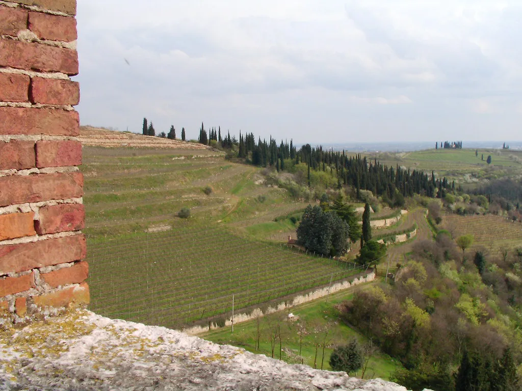 Vineyards below the castle of Soave