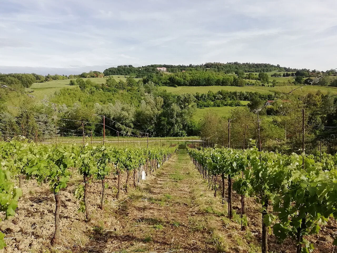 Wine trail through Pignoletto vines at Dozza