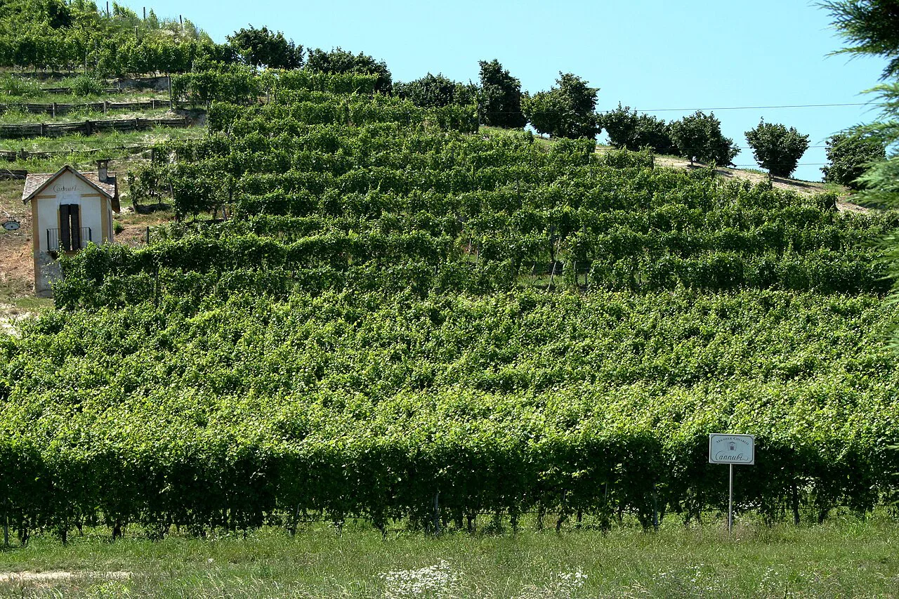 Vineyard and chapel in Piedmont