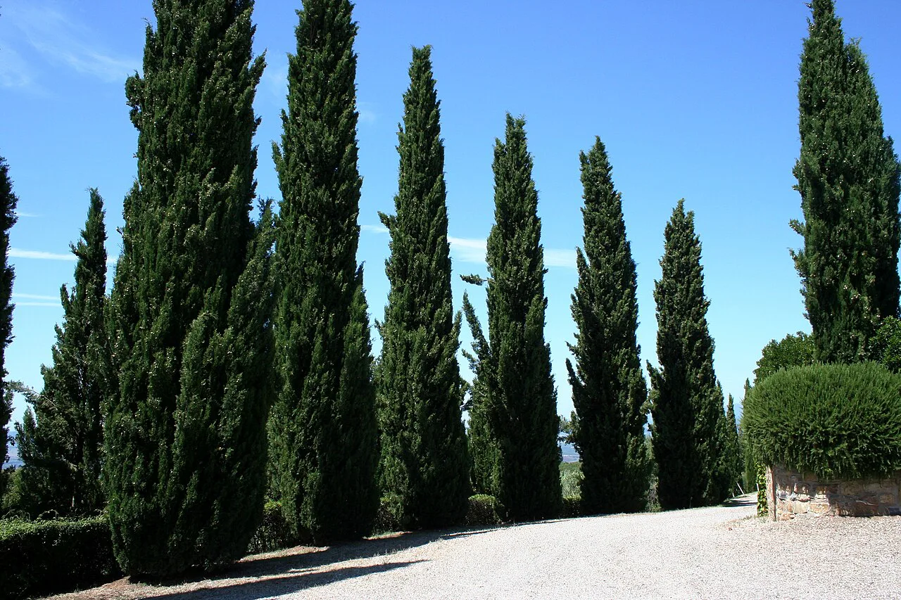 Cypress-lined drive near Montalcino