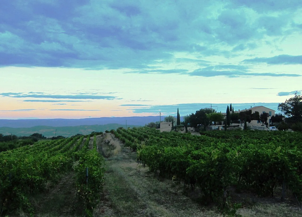 Vineyard at dawn near Aix-en-Provence