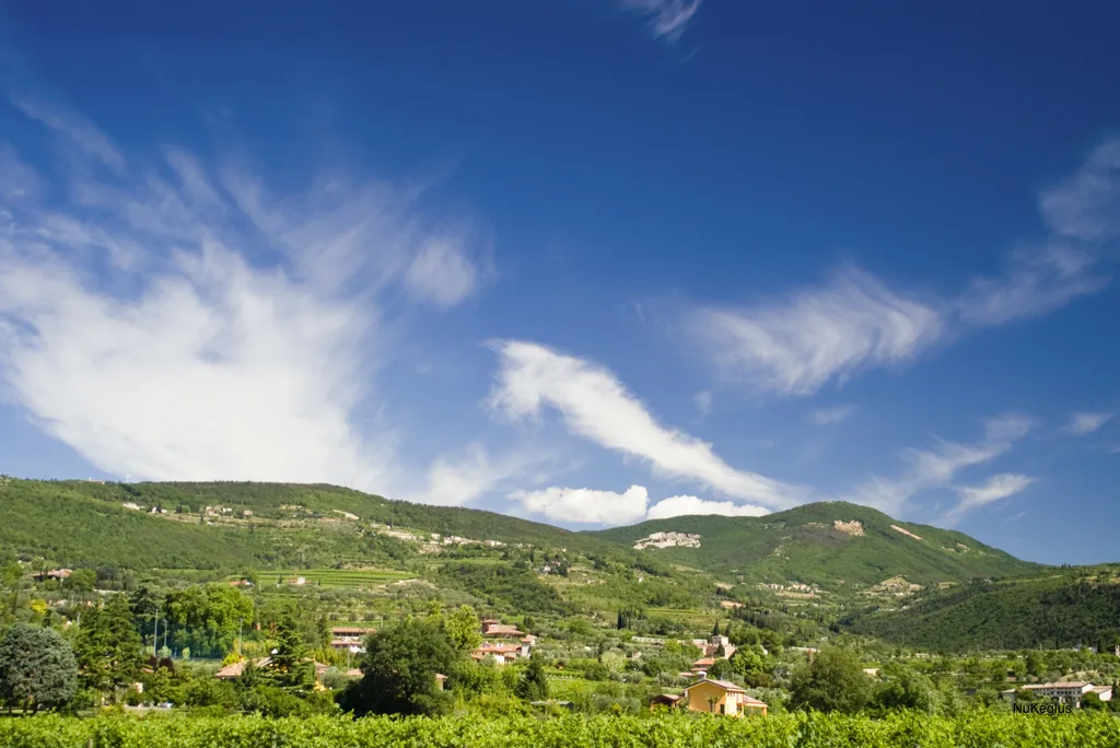 Vineyards in the Valpolicella hills