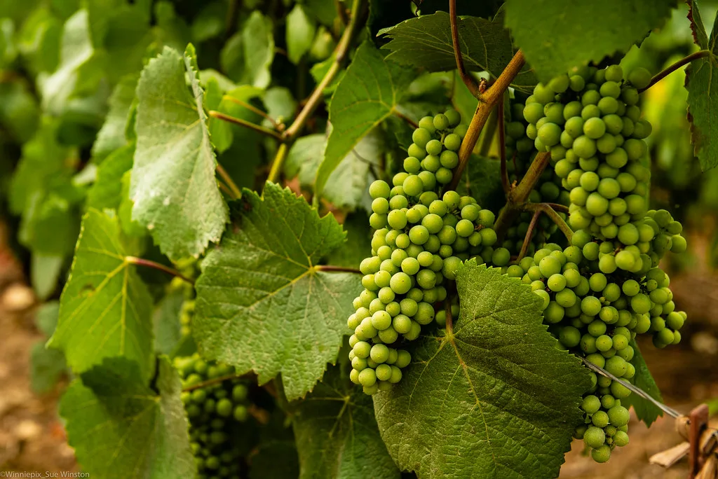 Grape bunches in Champagne