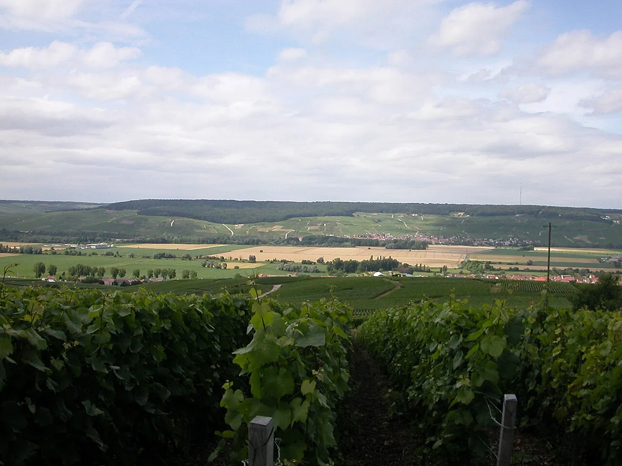 Vineyards on the Montagne de Reims near Épernay