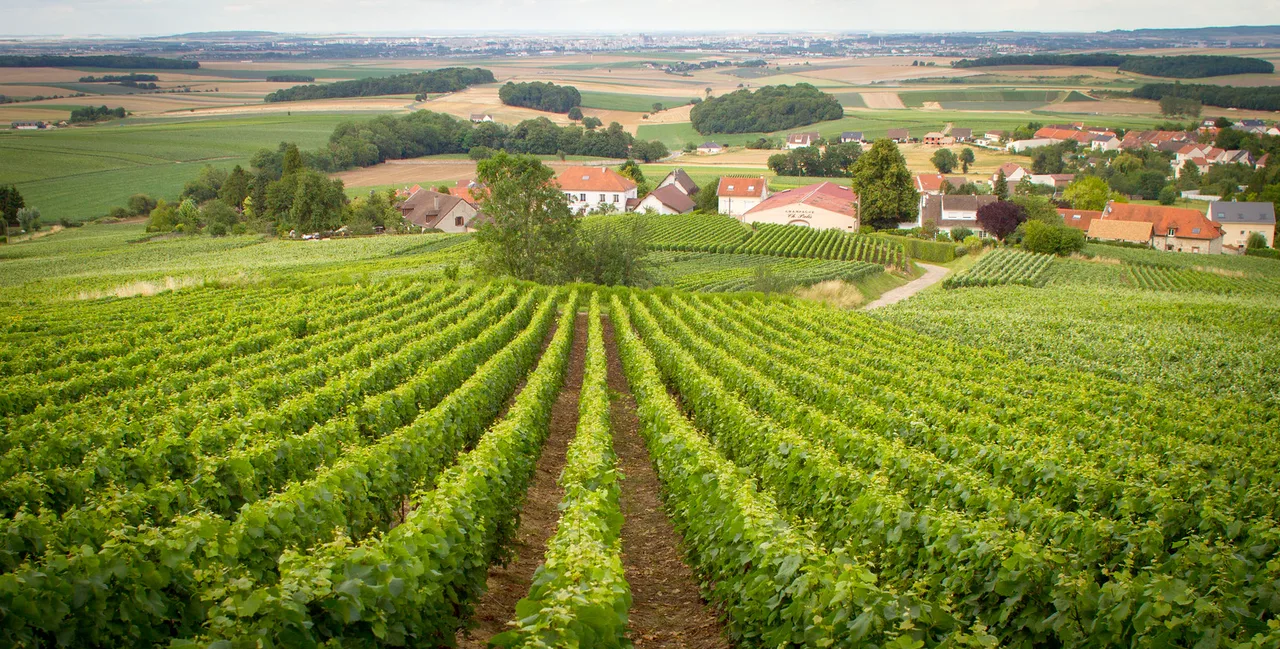 Wide view of Champagne vineyard on the outskirts of Reims, France