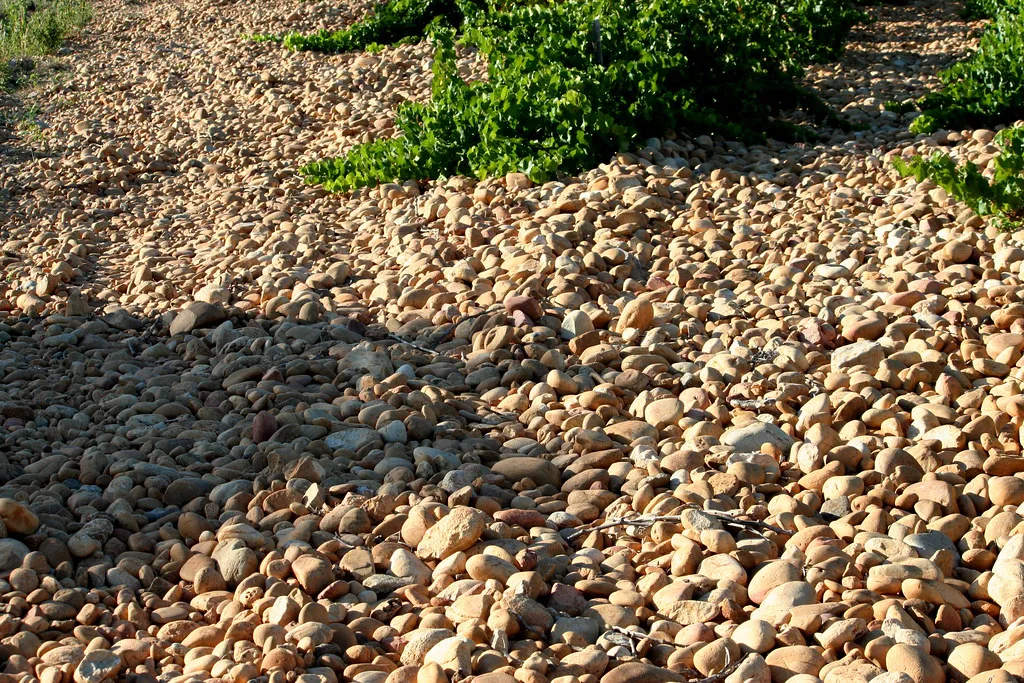 Galets roulés stones in a Châteauneuf-du-Pape vineyard