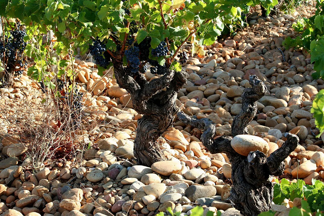 An old vine in the galet stones of Châteauneuf-du-Pape