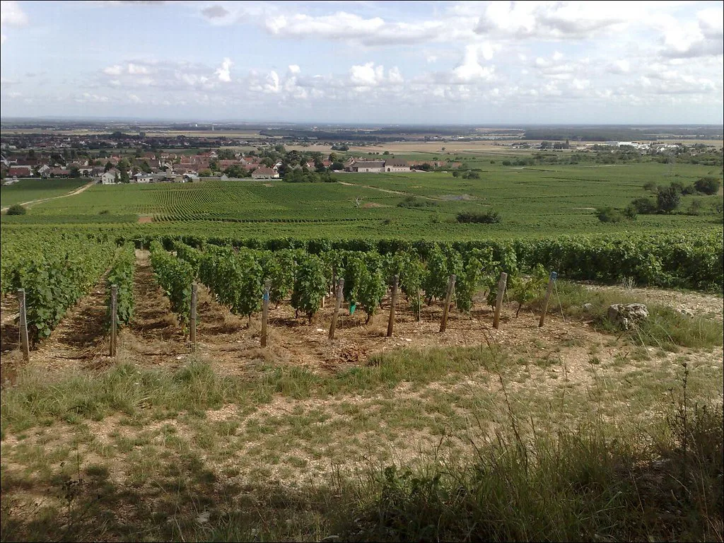 Château de Marsannay and vineyards