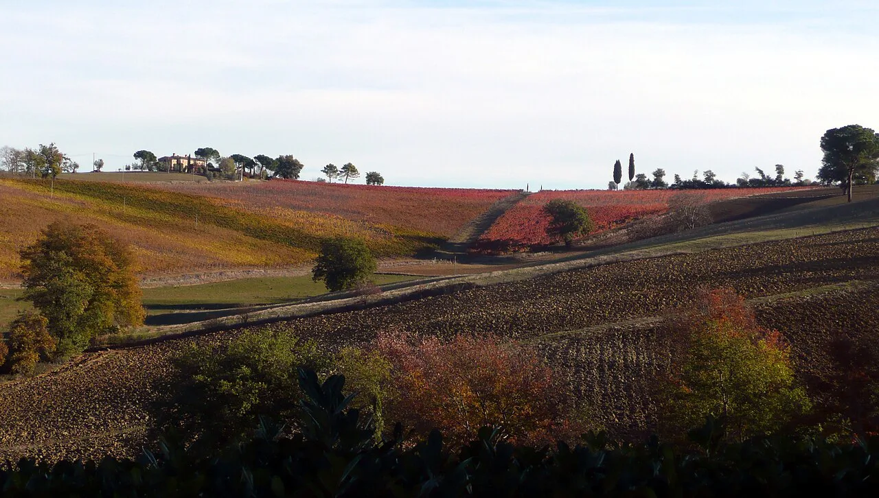 Vigneti a Valiano (Montepulciano)