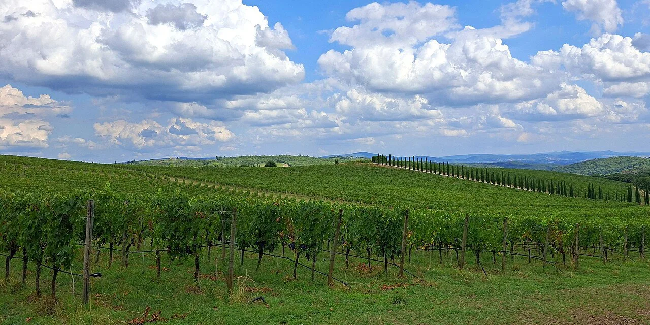 A vineyard at San Gusmè