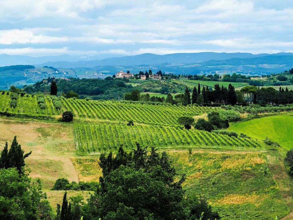 Vineyards below Sovestro in Poggio, just outside San Gimignano