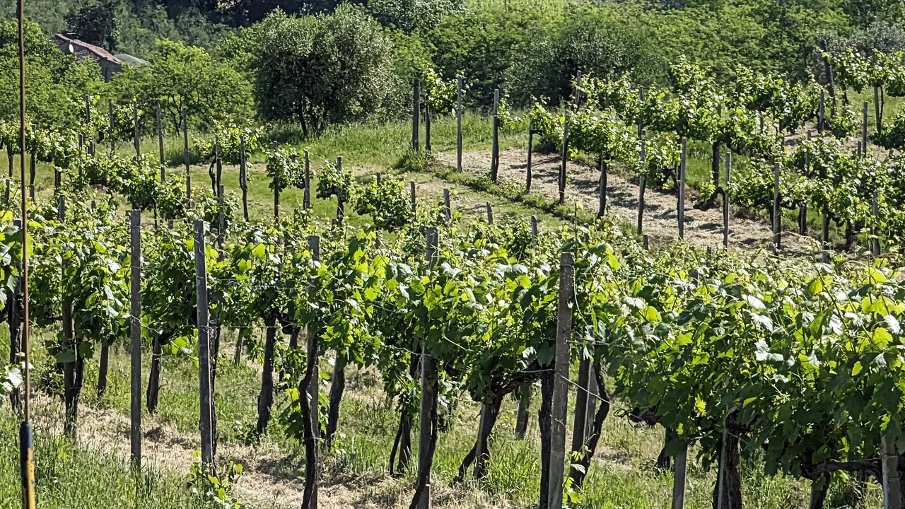 Wine tasting set-up among the vines, San Gimignano