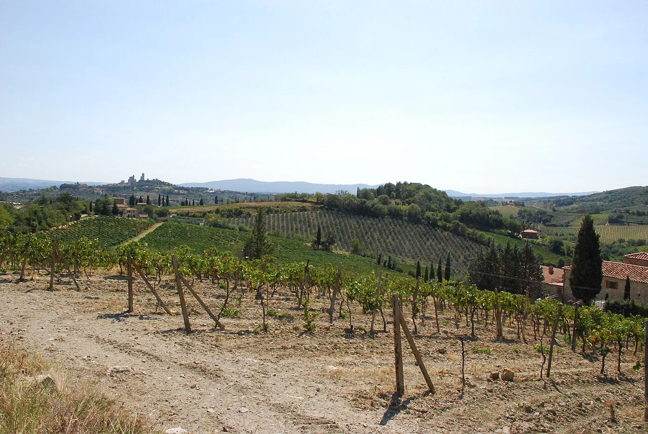 Grape vines in Tuscany, San Gimignano