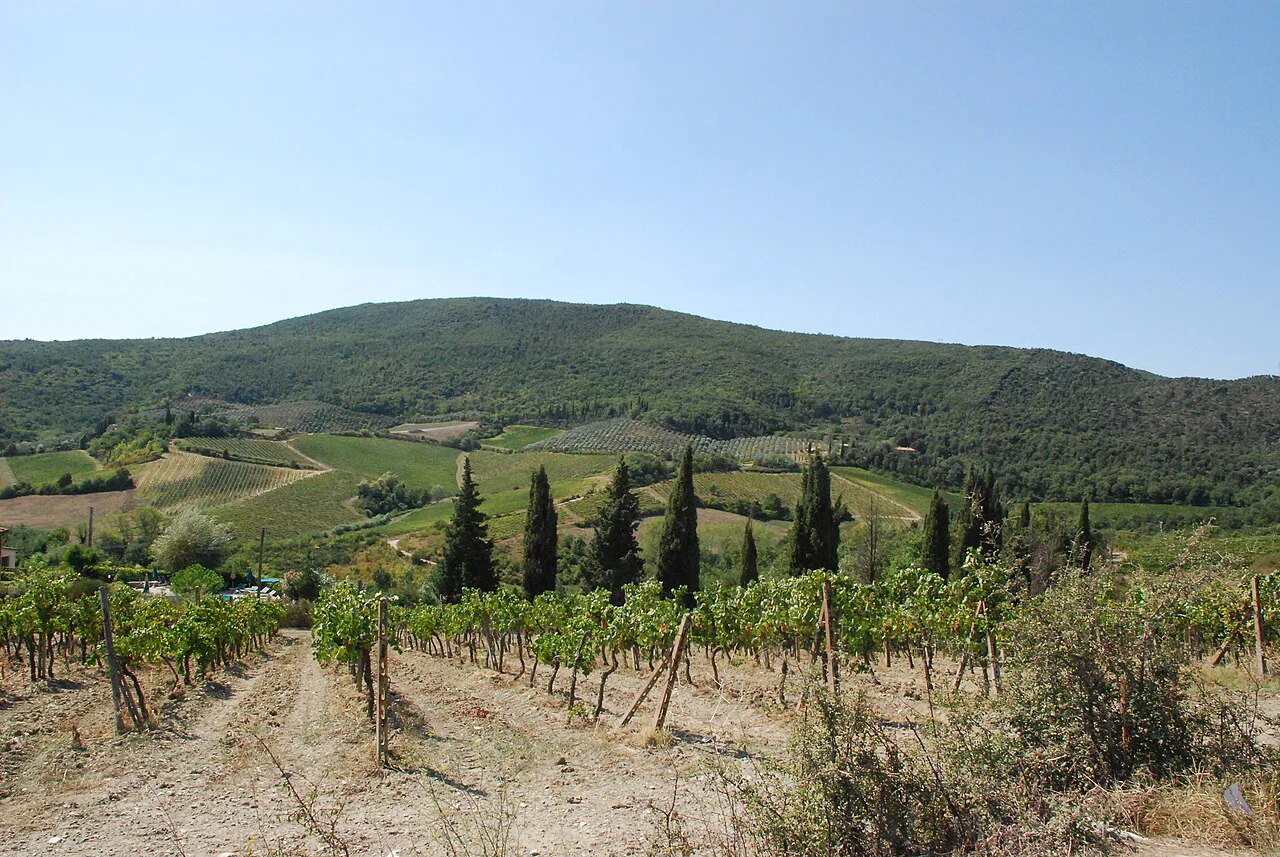 Grape vines and cypress trees in Tuscany, San Gimignano
