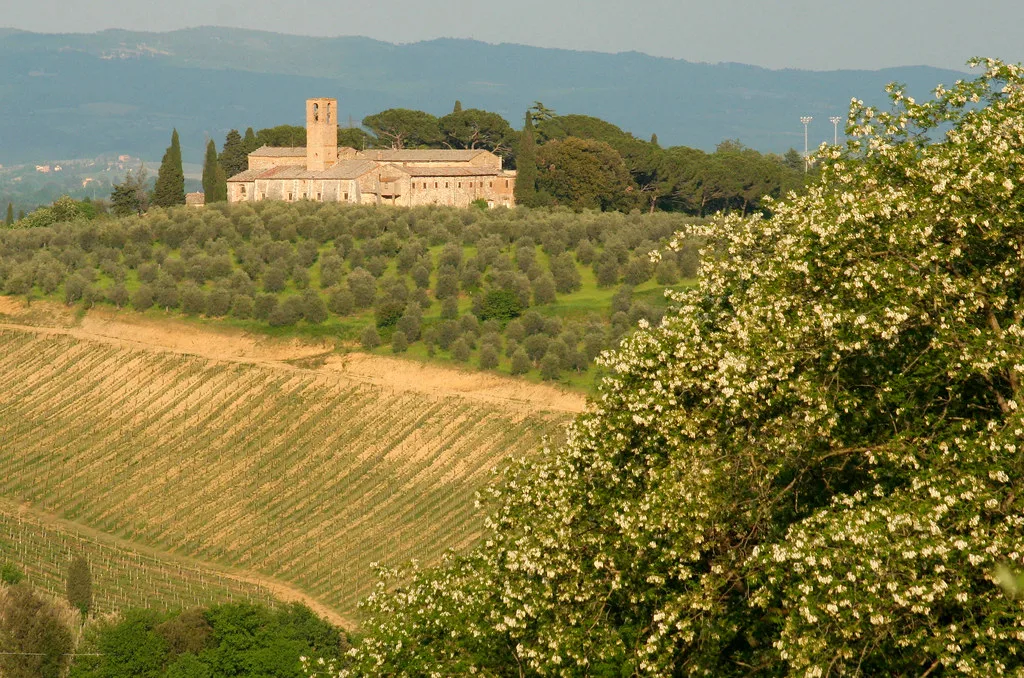 Tuscan villa and grape vines with tower near San Gimignano Tuscany Italy