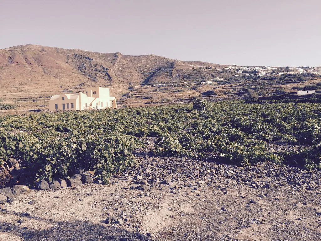 Vineyard in Santorini
