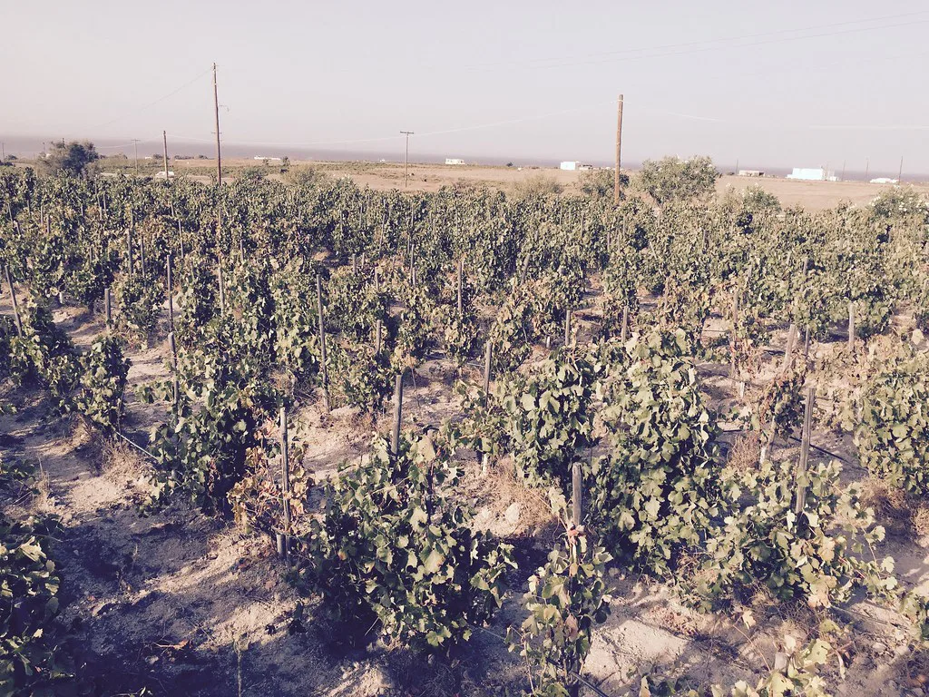 Vineyard in Santorini