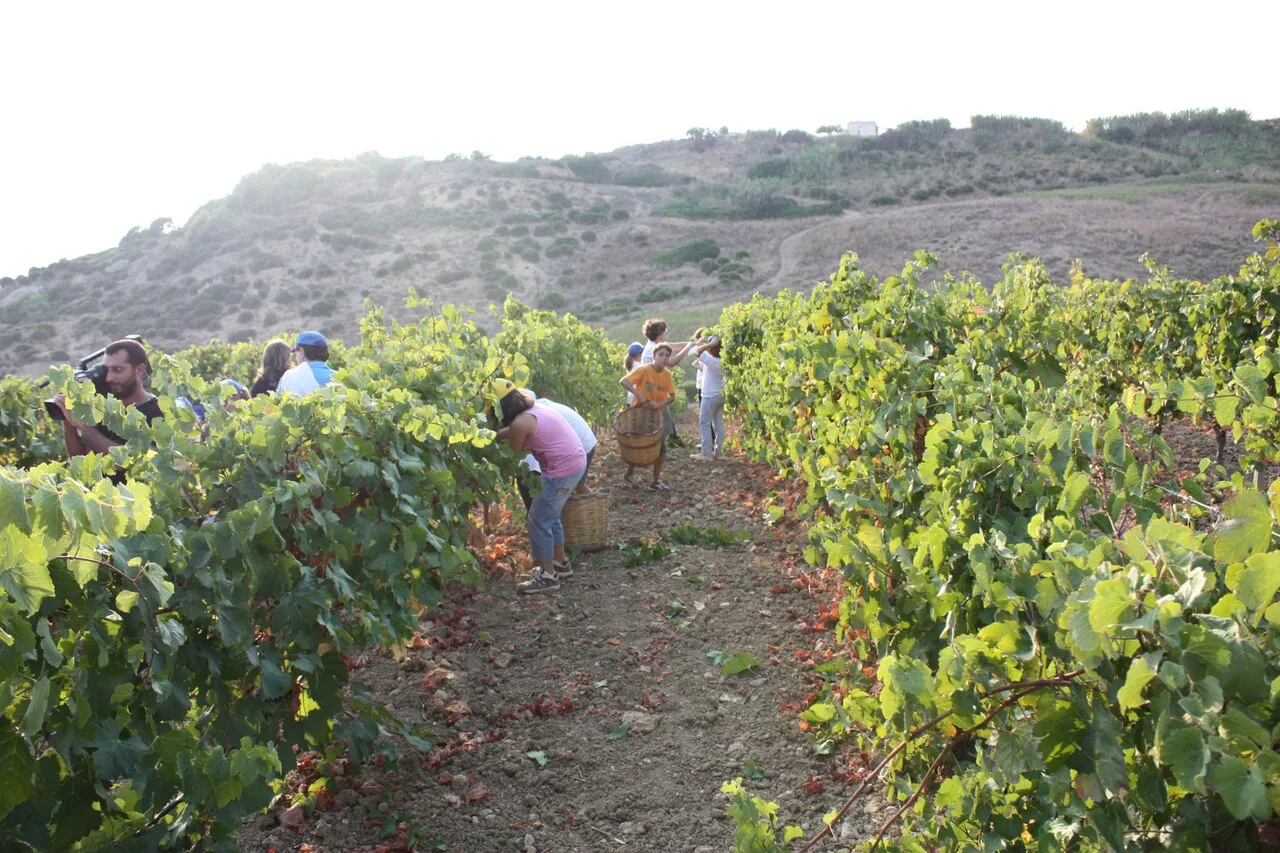 Hand harvesting grapes in Sicily