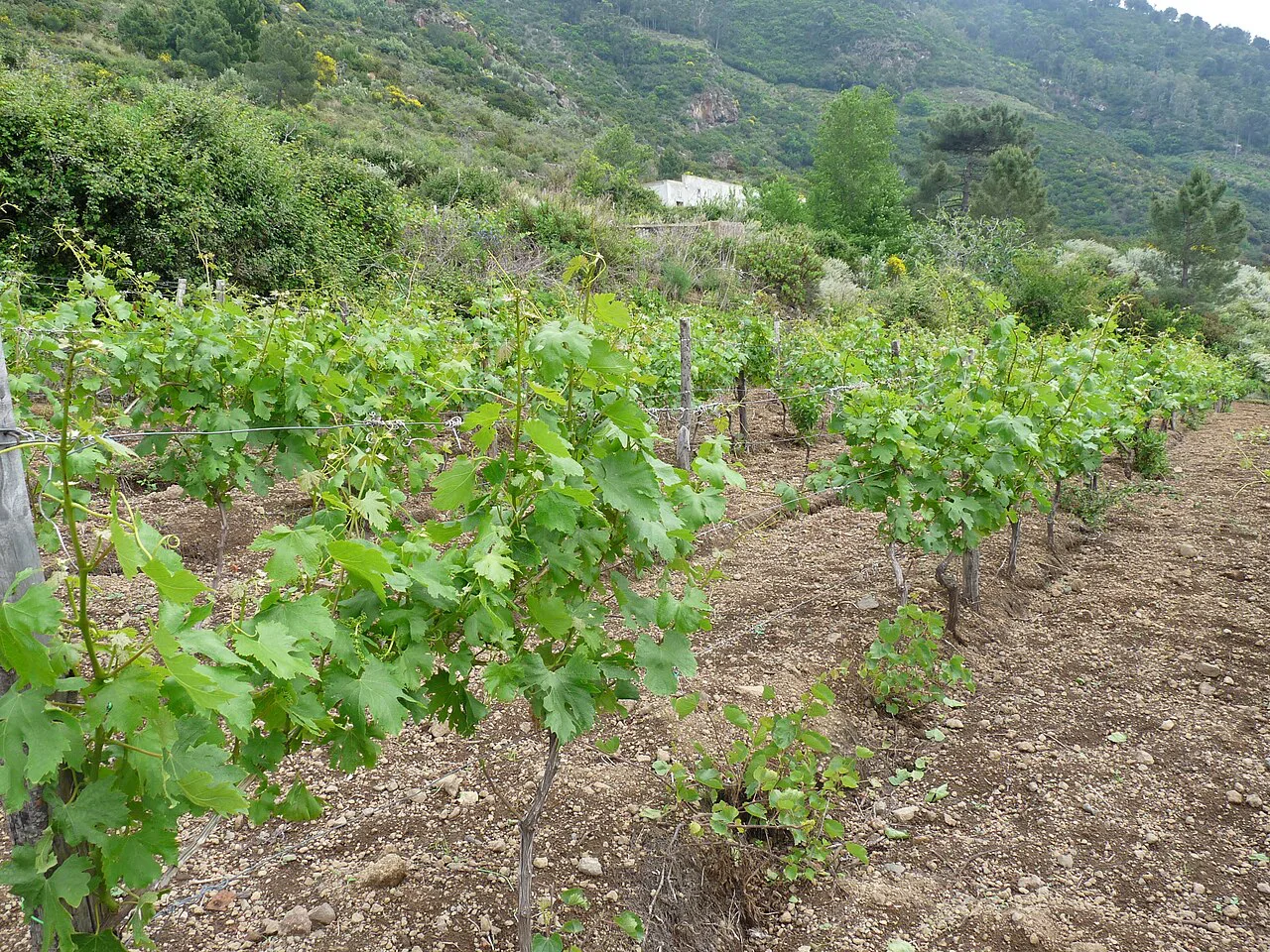 Vines at Valdichiesa on Salina, in the Aeolian Islands