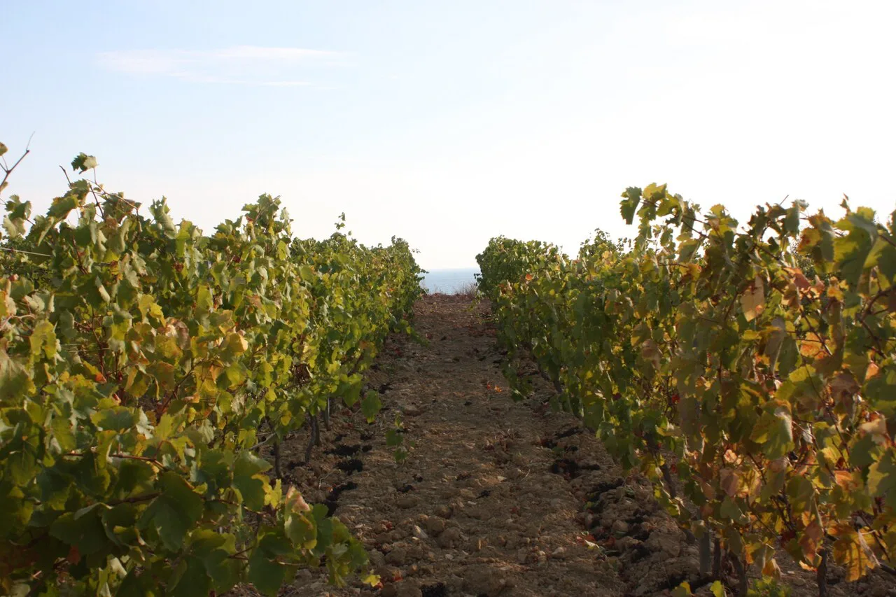 Vines at Porto Palo near Menfi, in western Sicily