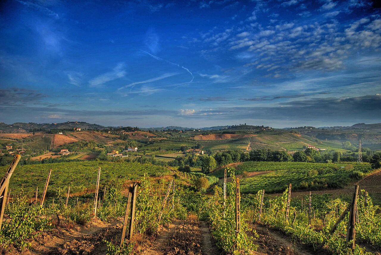 Chianti vineyard before the harvest