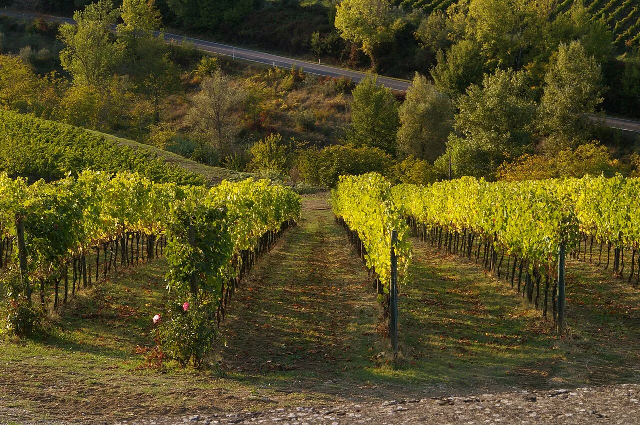 A Chianti road through the vineyards