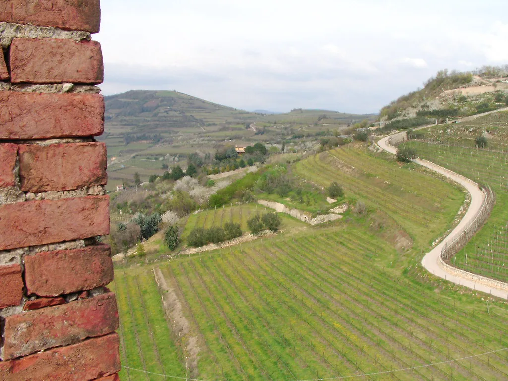 Vineyards viewed from Soave Castle