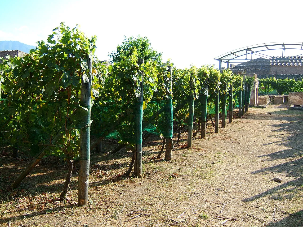 Pompeii vineyards