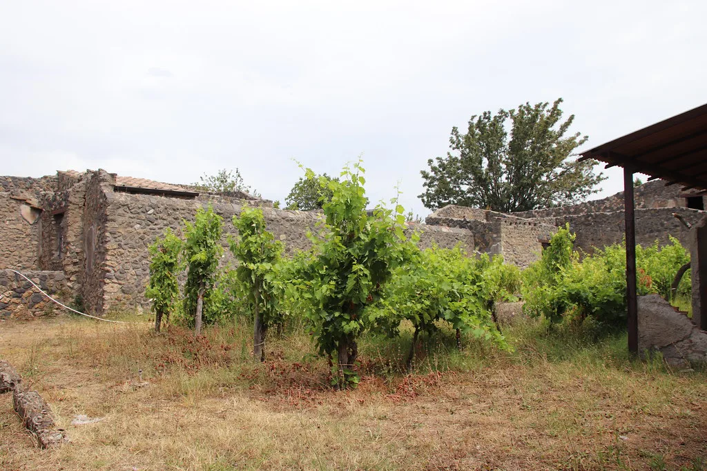 Replanted vineyard inside the ruins of Pompeii