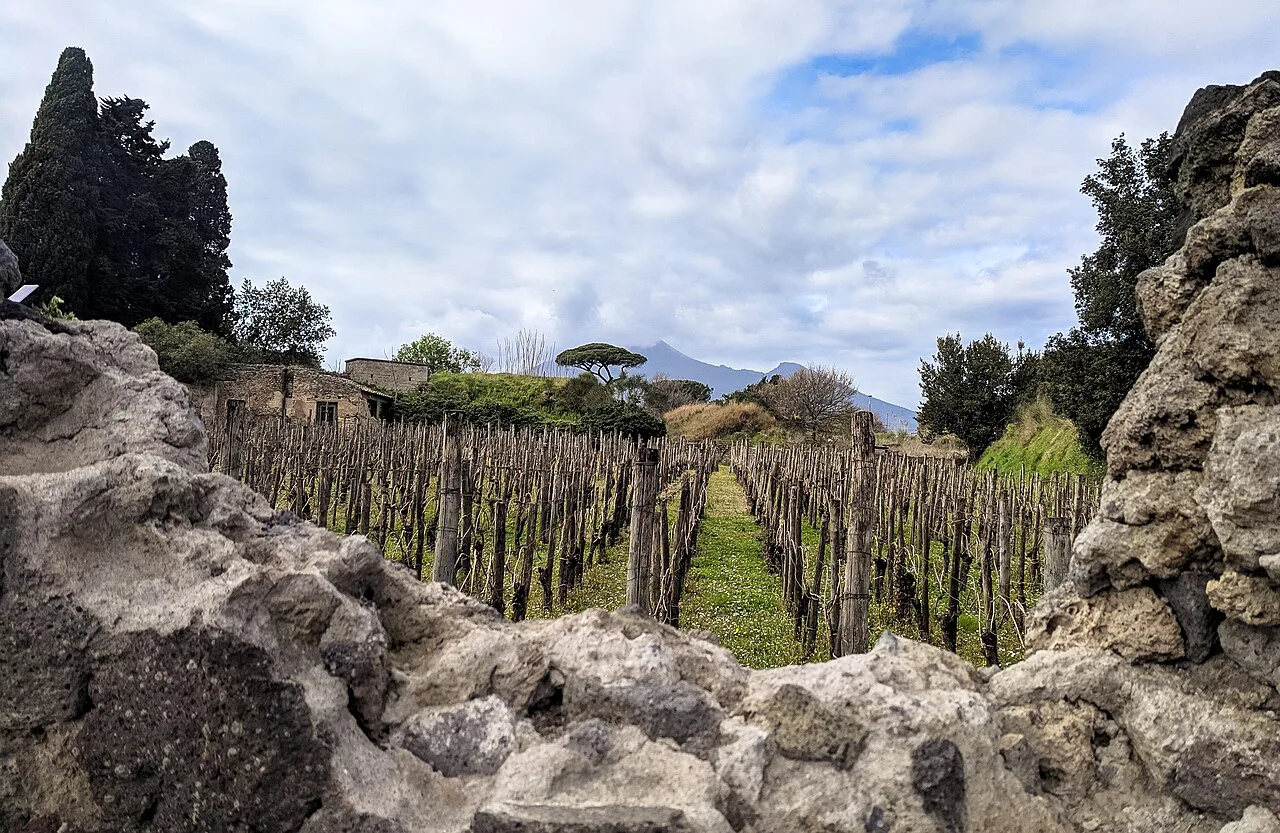 Vineyard inside the ruins of Pompeii