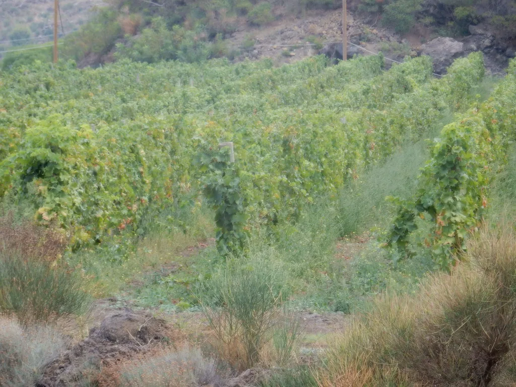 Vineyards at Solicchiata on Mount Etna