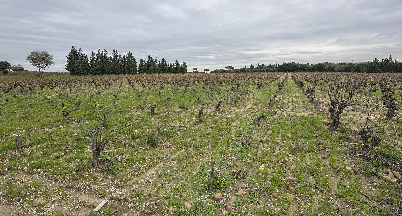 Vineyards of Château d'Aquéria in Tavel