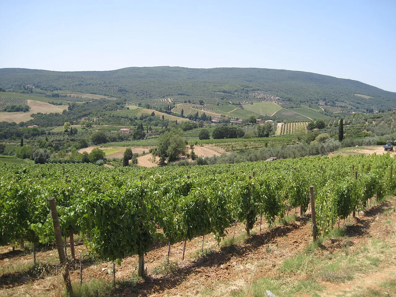 Vineyard in San Gimignano