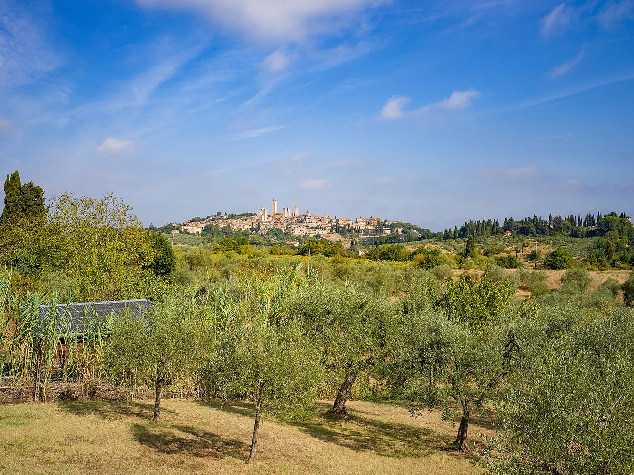 San Gimignano beyond the olive groves