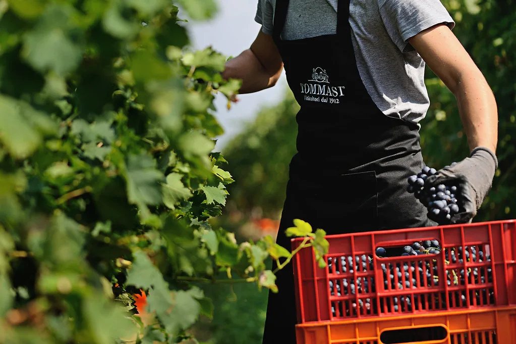Tommasi - Harvest, Verona